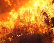  2024'te ihmal, dikkatsizlik, kasıt ve kazadan 1956 orman yangını çıktı