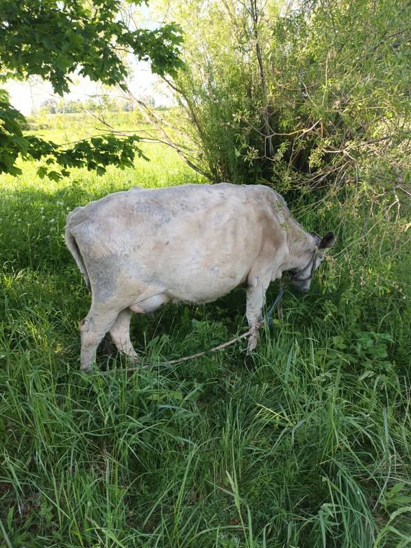 First-Calving Heifer for Sale