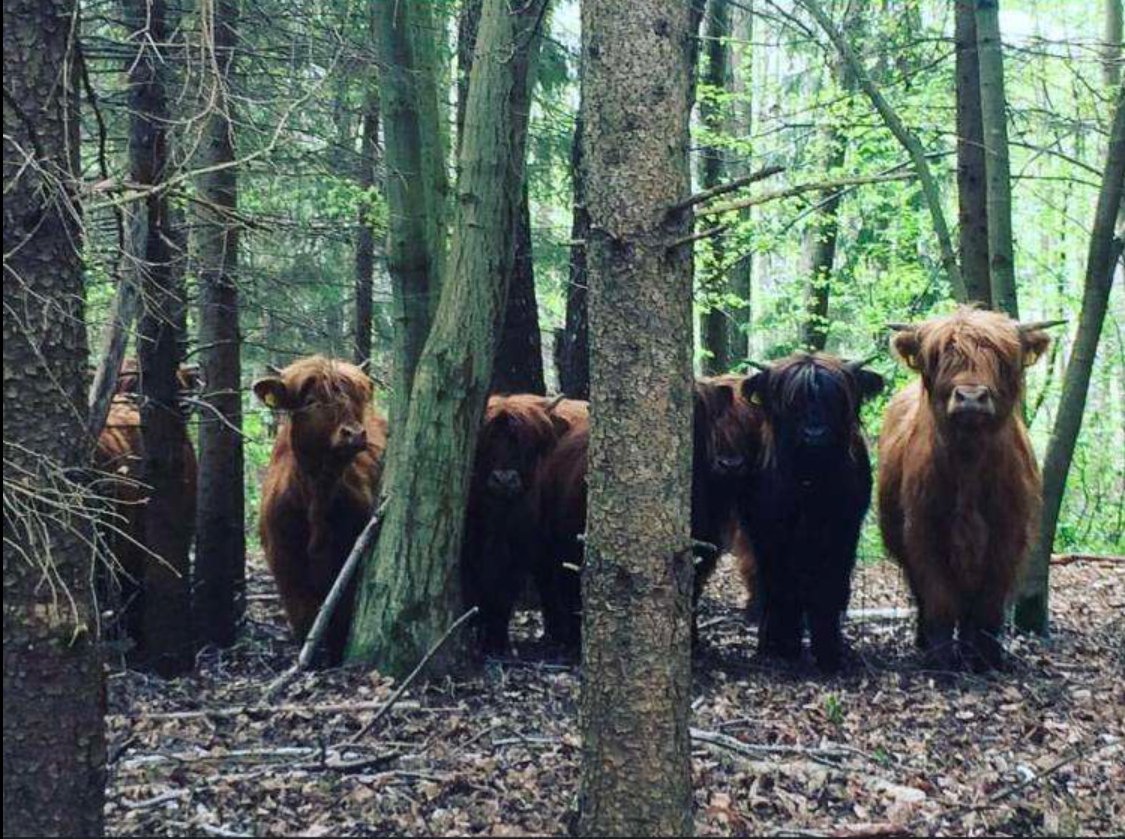 Purebred Highland cattle — Visnap fold (genuine farm photo)
