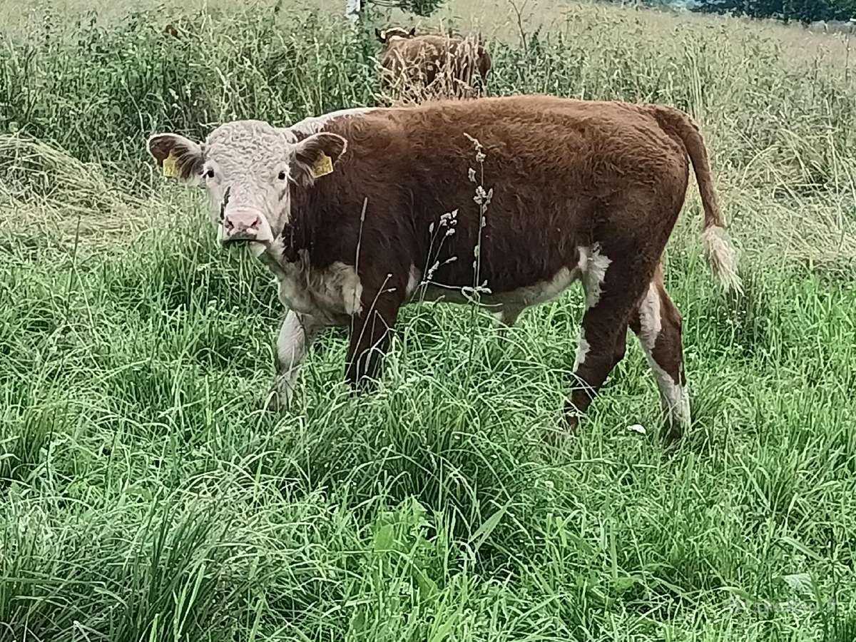 Hereford cross cattle