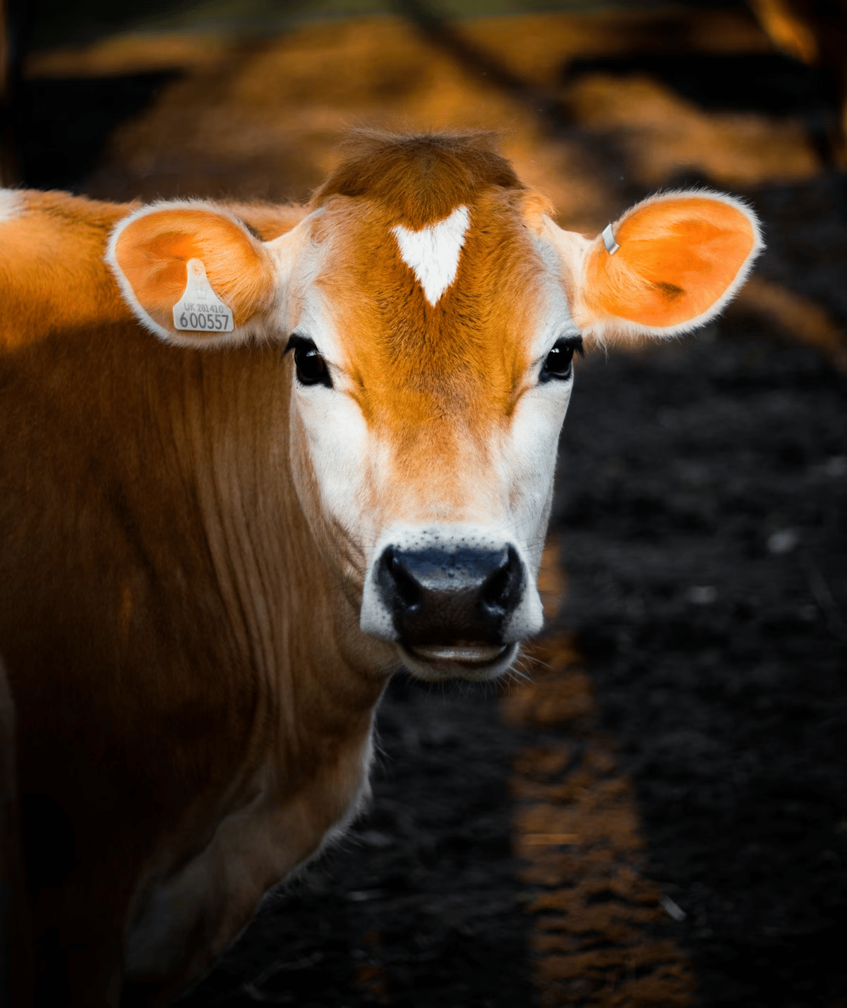 Abereed Angus livestock