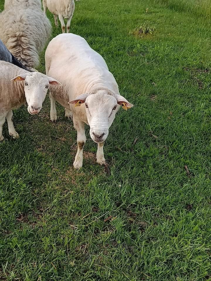Texel avinas