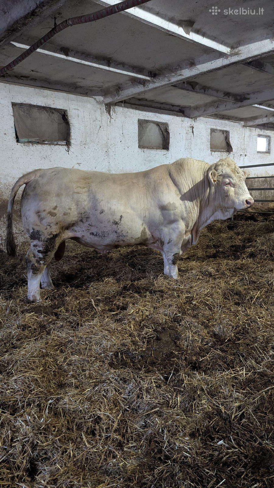 Parduodu vertintus šarole bulius su kilmės dokumentais