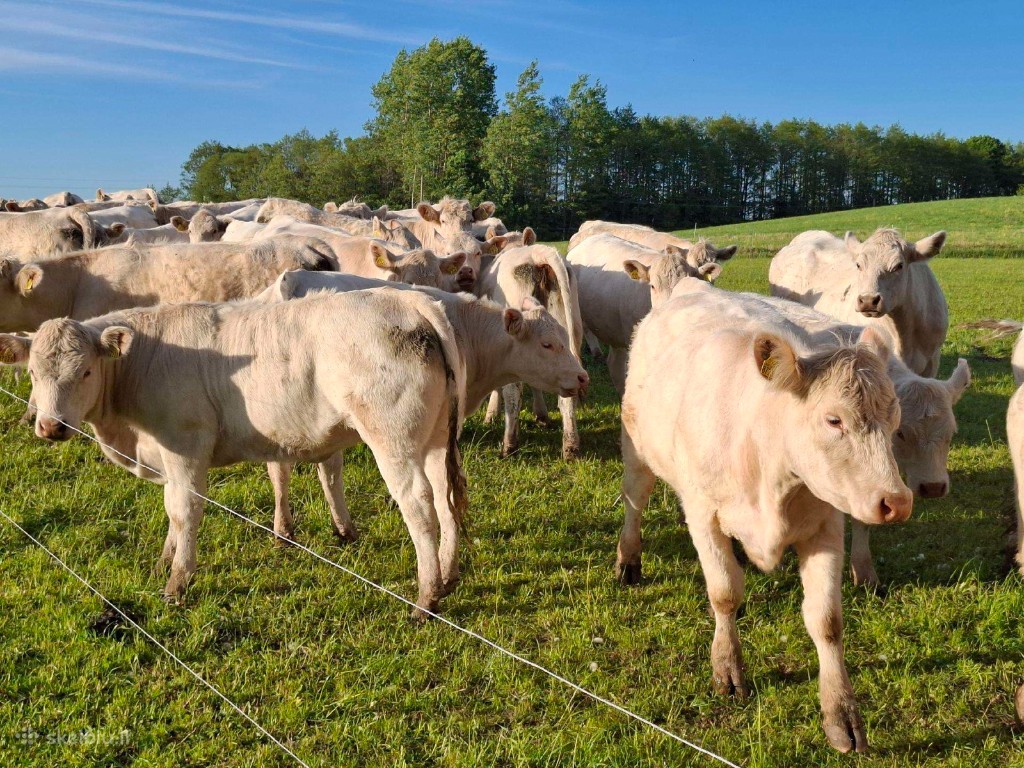 BUYING full truck HEIFERS LIM CHA 220-270kg.- TOP QUALITY!