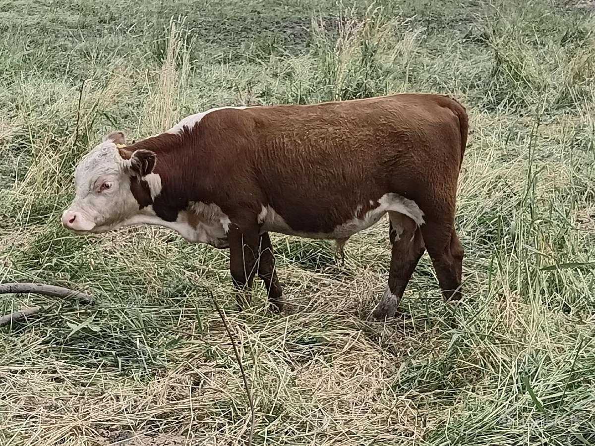 Hereford Cross Cattle - Young Stock