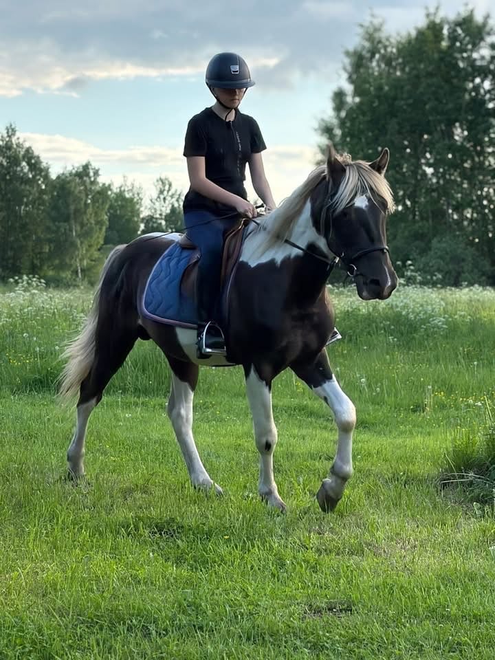 Parduodamas margas eržilas, 3,5 metų.