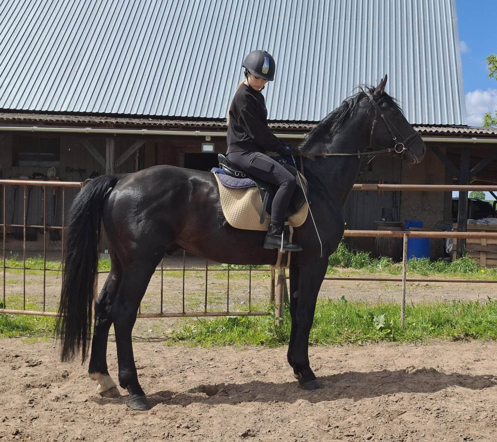 Latvian Harness Stallion - De Wonder