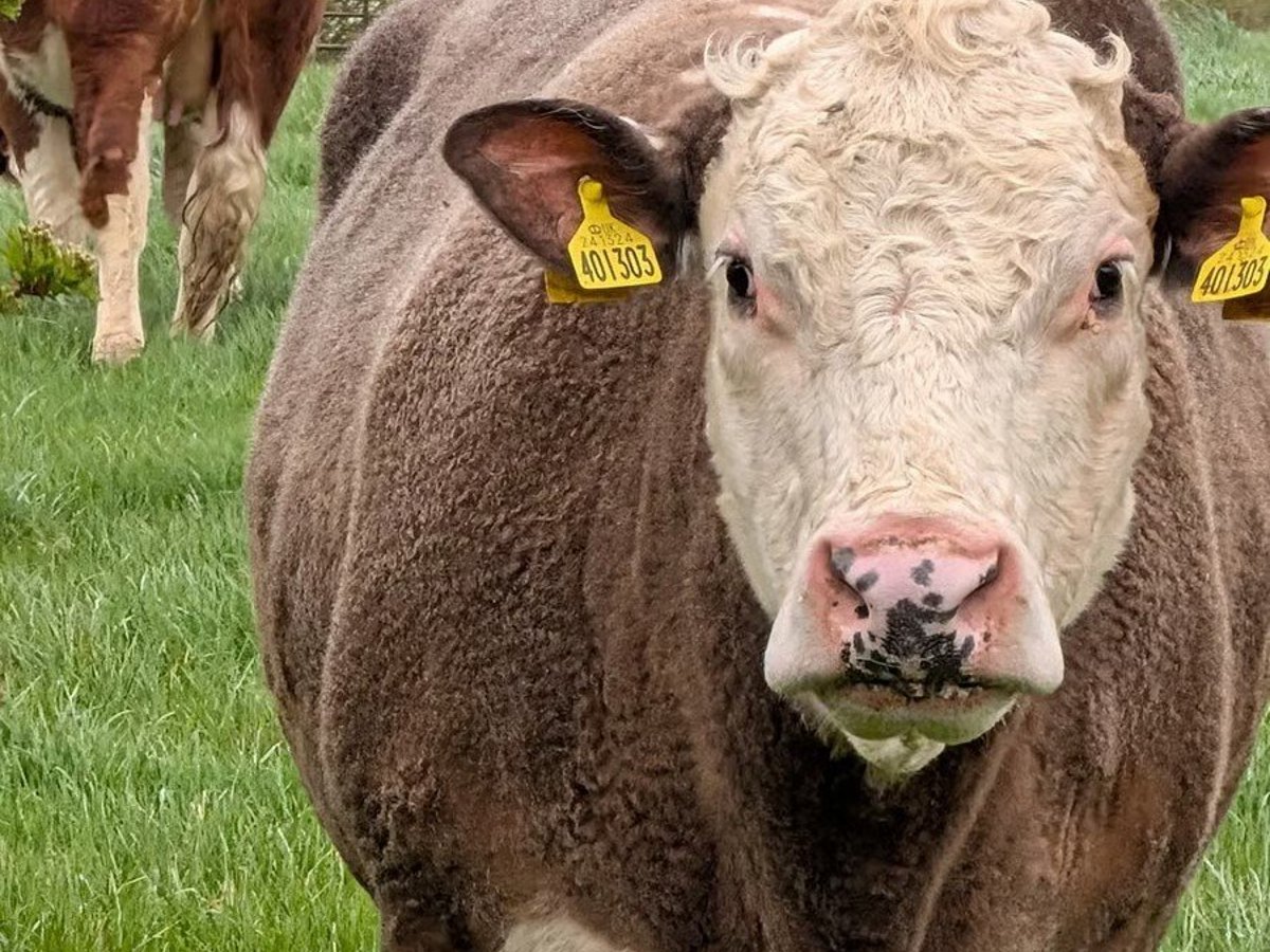 Healthy Beef Cattle for Sale