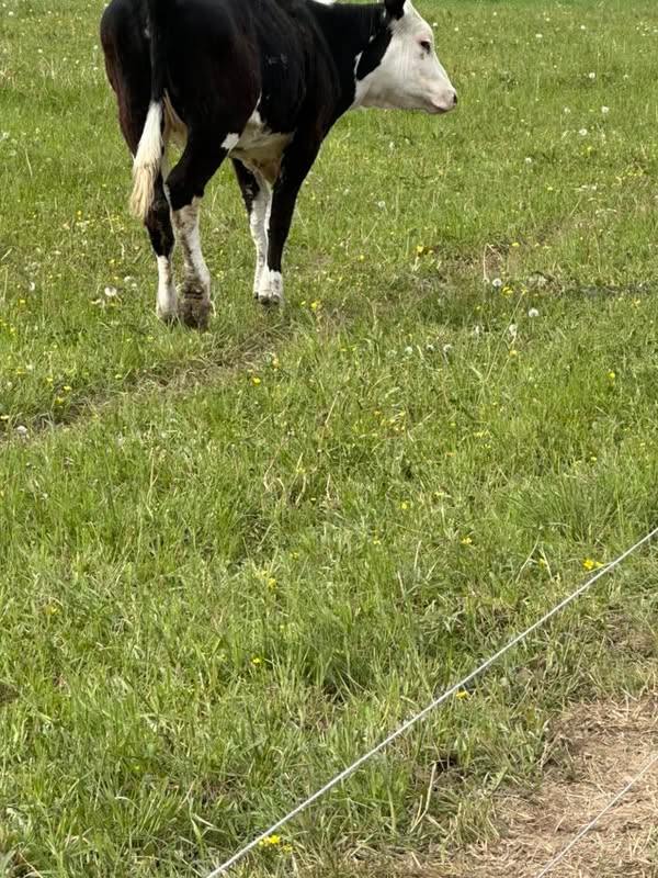 Hereford Heifers and Bull Calf