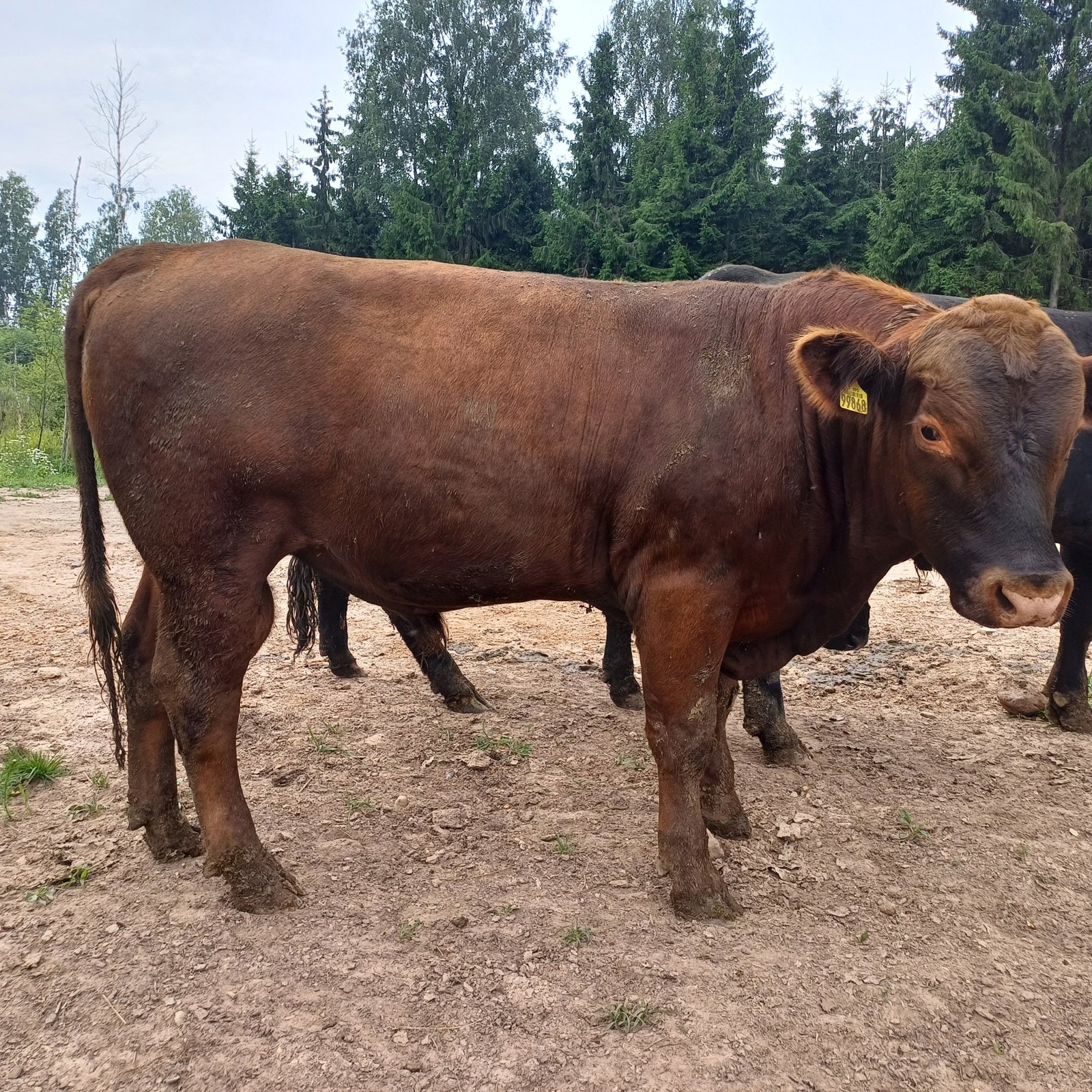 Angus livestock