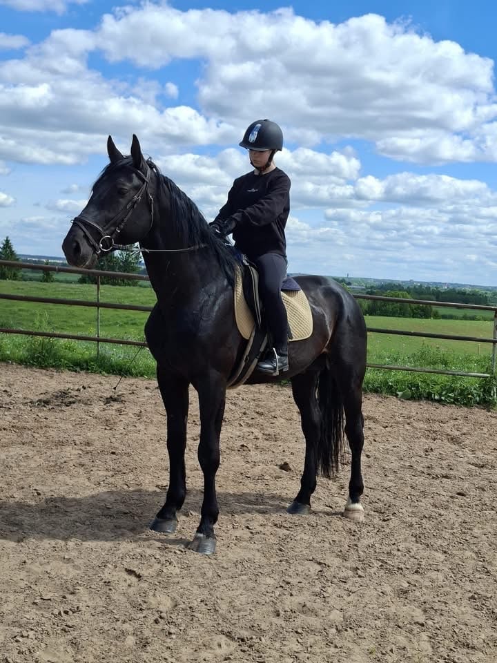 Elite Class Latvian Harness Stallion – De Wonder – 5 Years Old