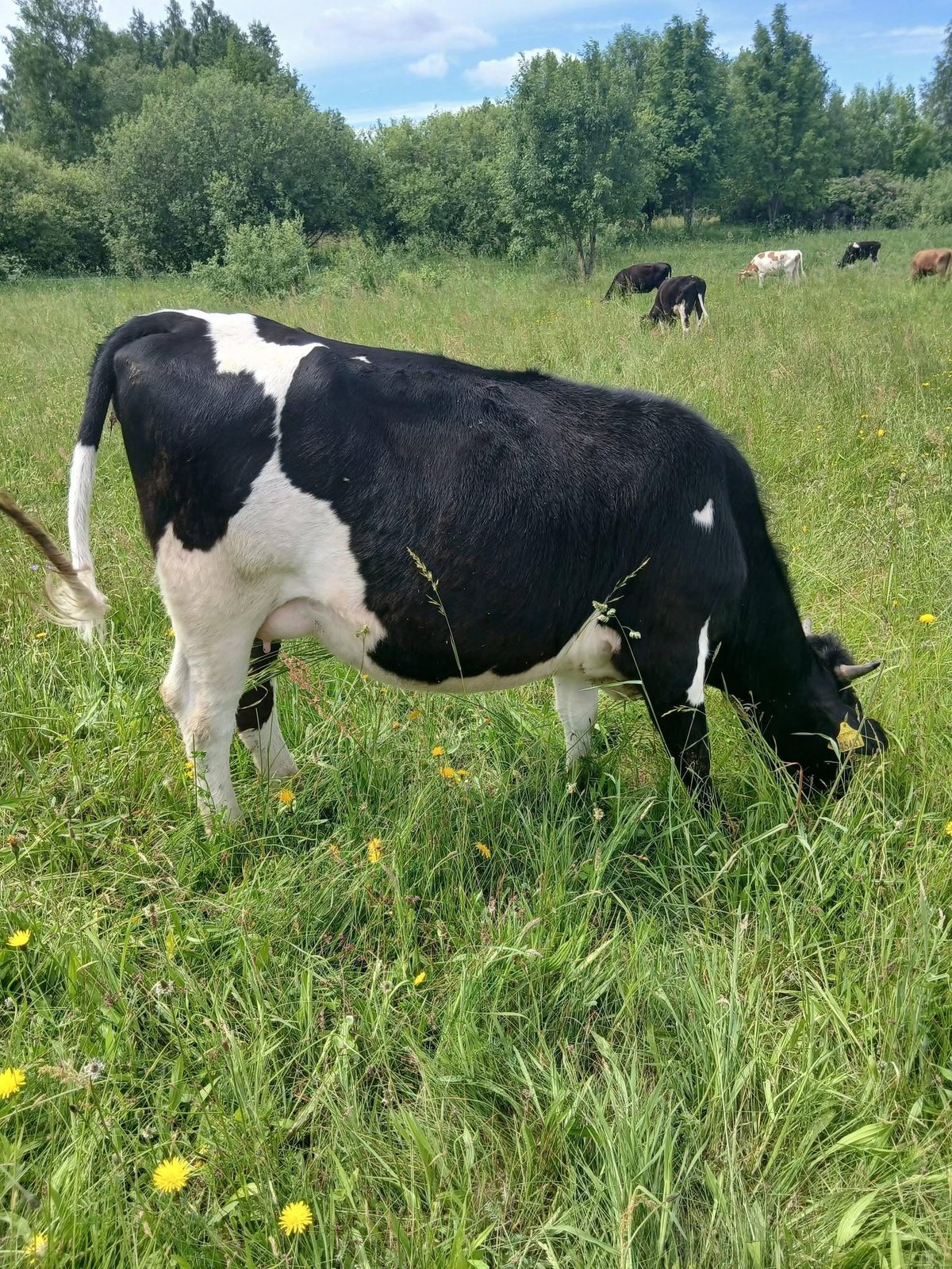 Telyčios, veršingos