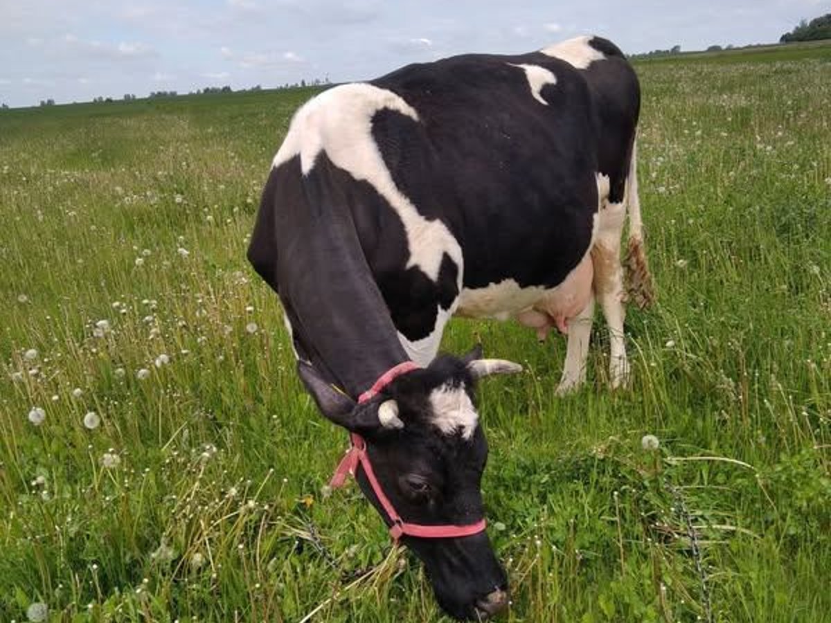 Holstein Cow, calving late June