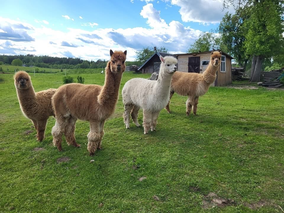 Alpakos livestock
