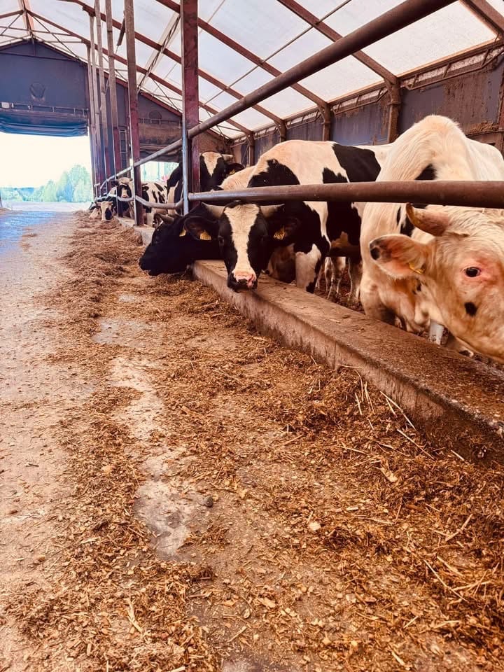 Parduodame aukštos veisles genetiniai buliai Holstein įvairaus amžiaus.