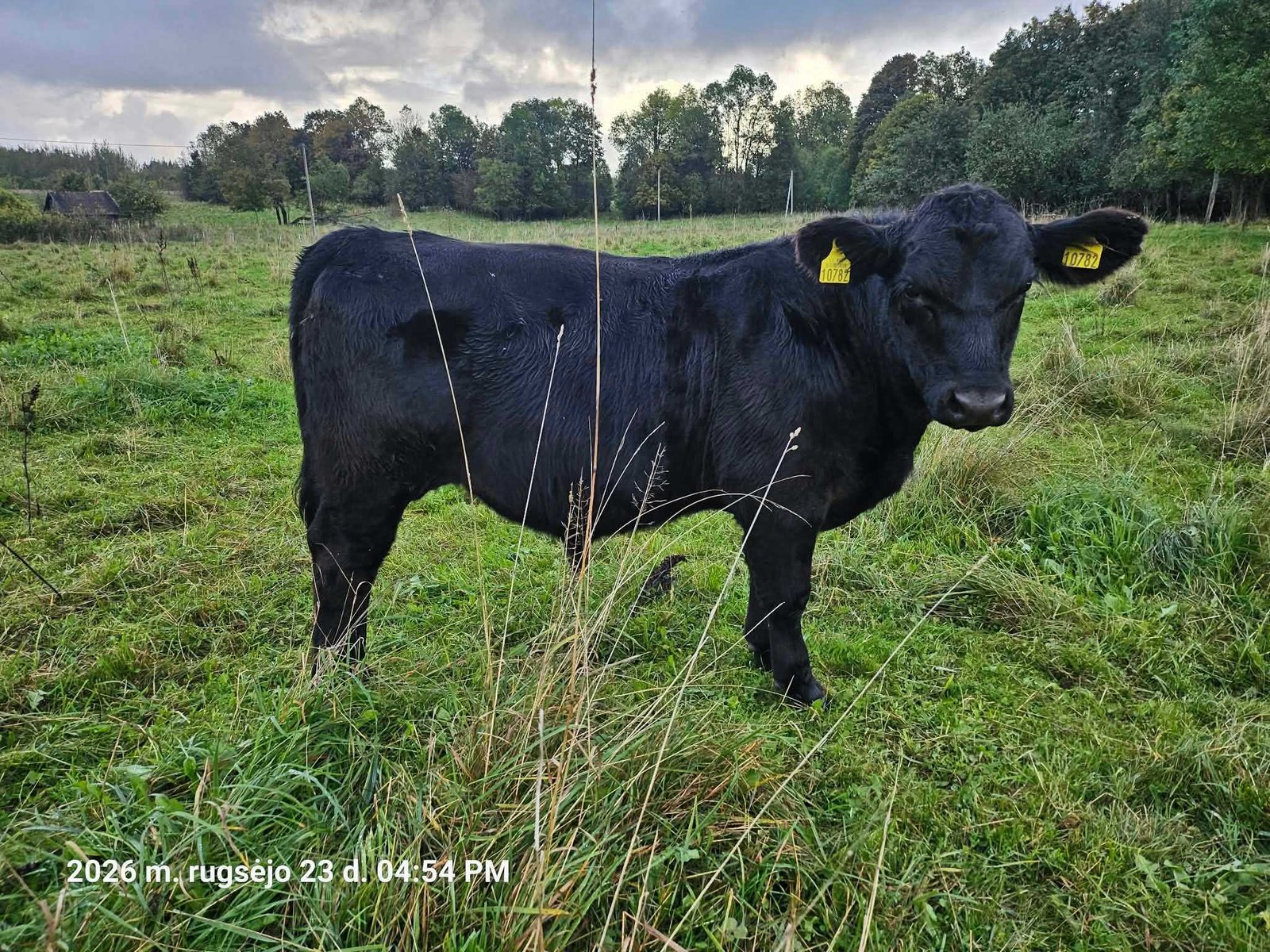 Aberden angus bulls 