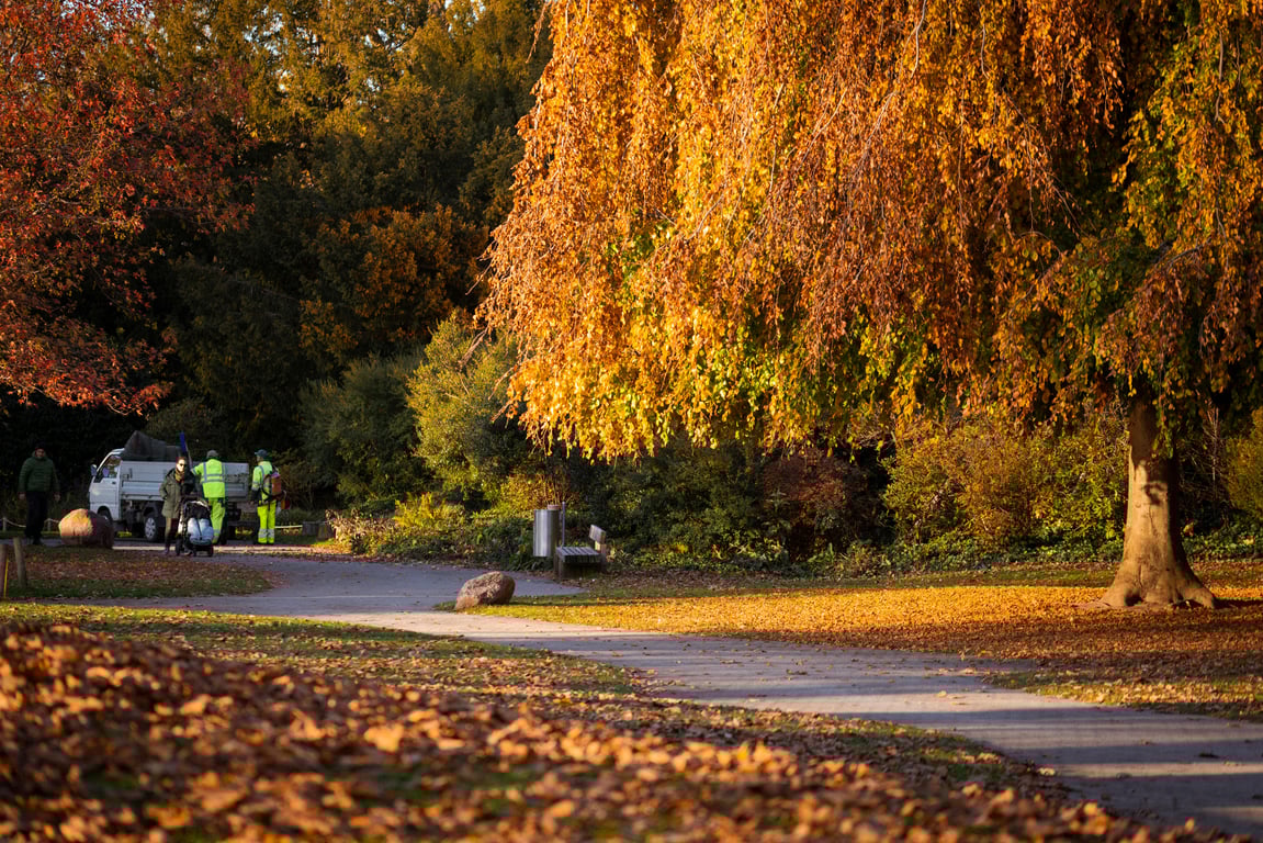 Transform Your Landscape with Cost-Effective Tree Removal for Safety and Beauty