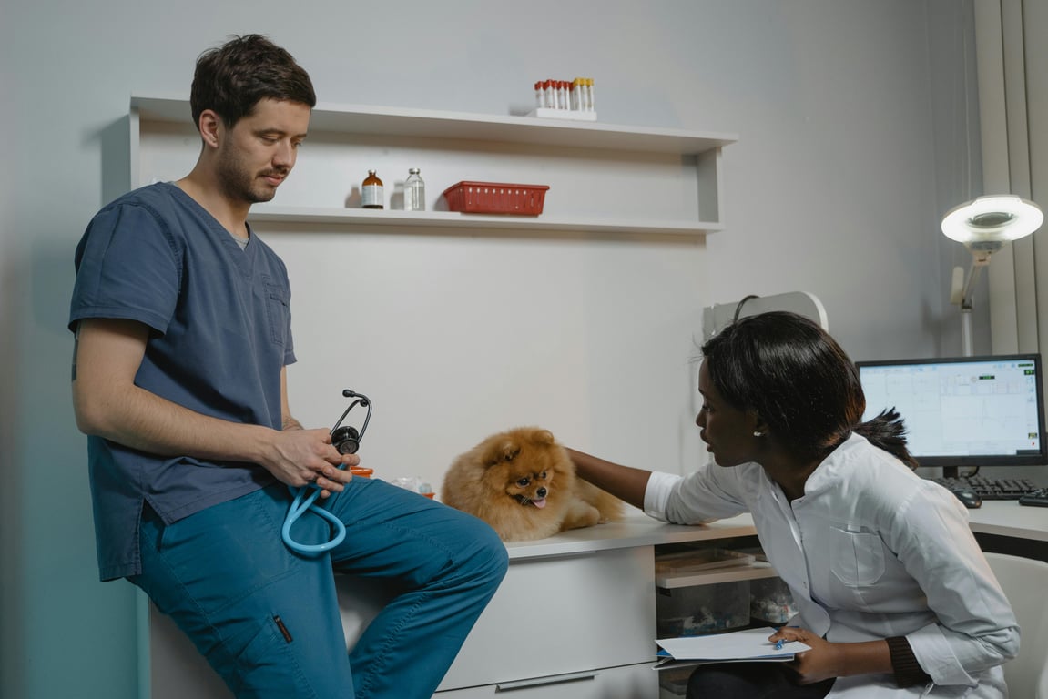 Tailored Coverage for Your Furry Friends: Comparing Top Pet Insurance Options