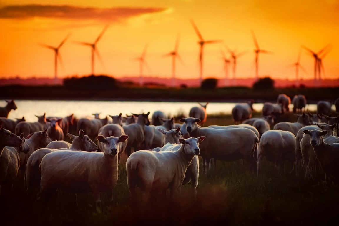 The Global Shift Toward Sustainable Energy Policies