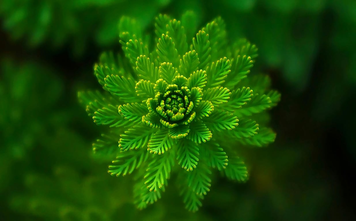 The Lasting Impact of COVID-19 on Sustainable Living Choices
