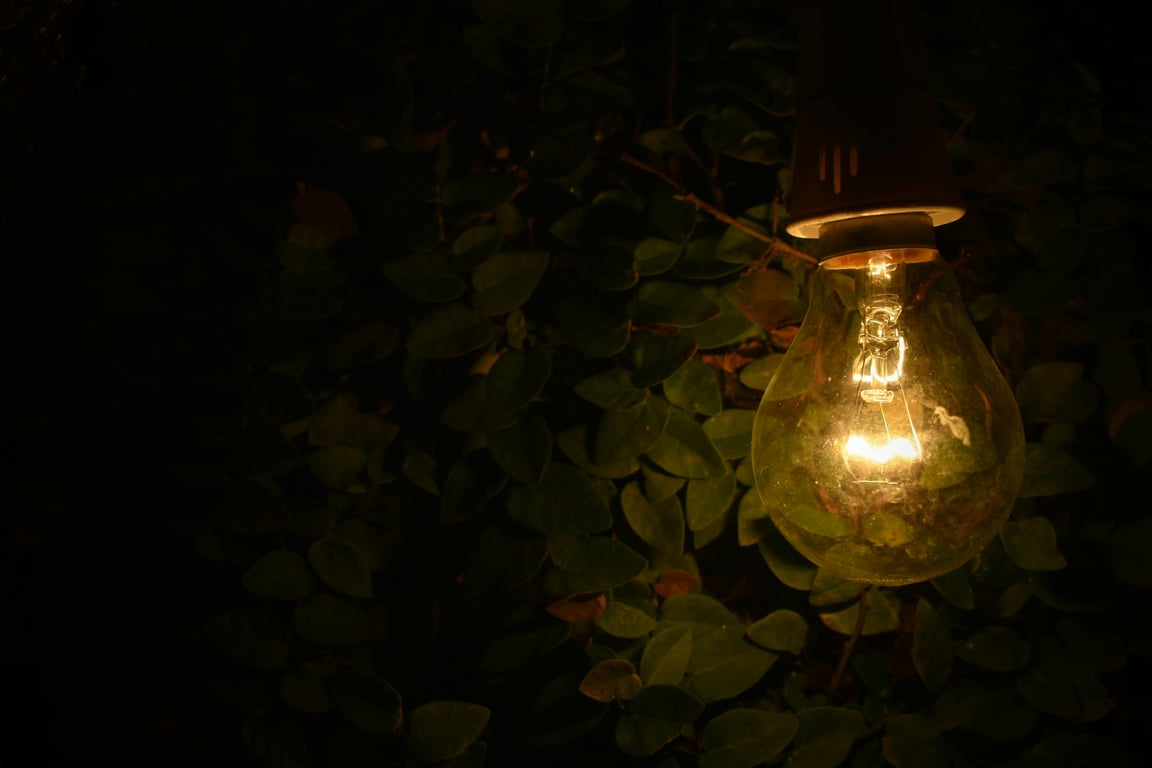 Close-up of a glowing bulb against a dark leafy background, creating a warm ambient glow.