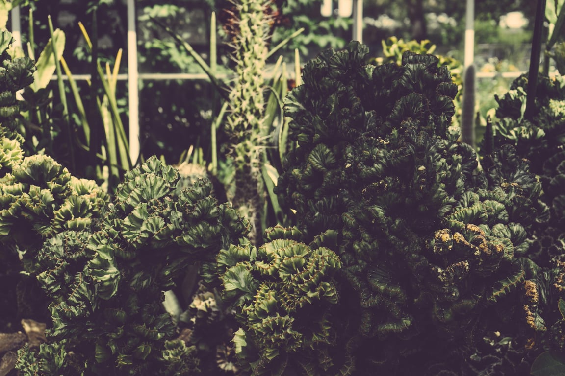 Cultivating Resilience Through Sustainable Gardening Practices