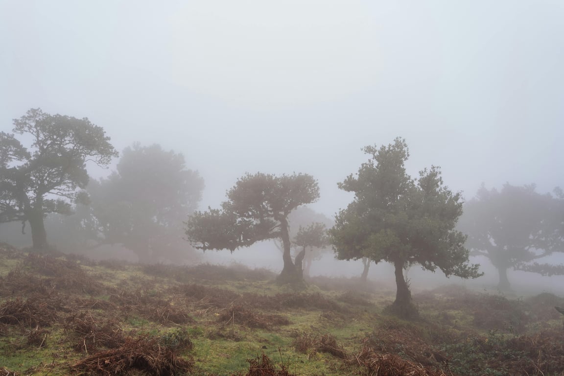 Laurissilva Forest Madeira, Portugal