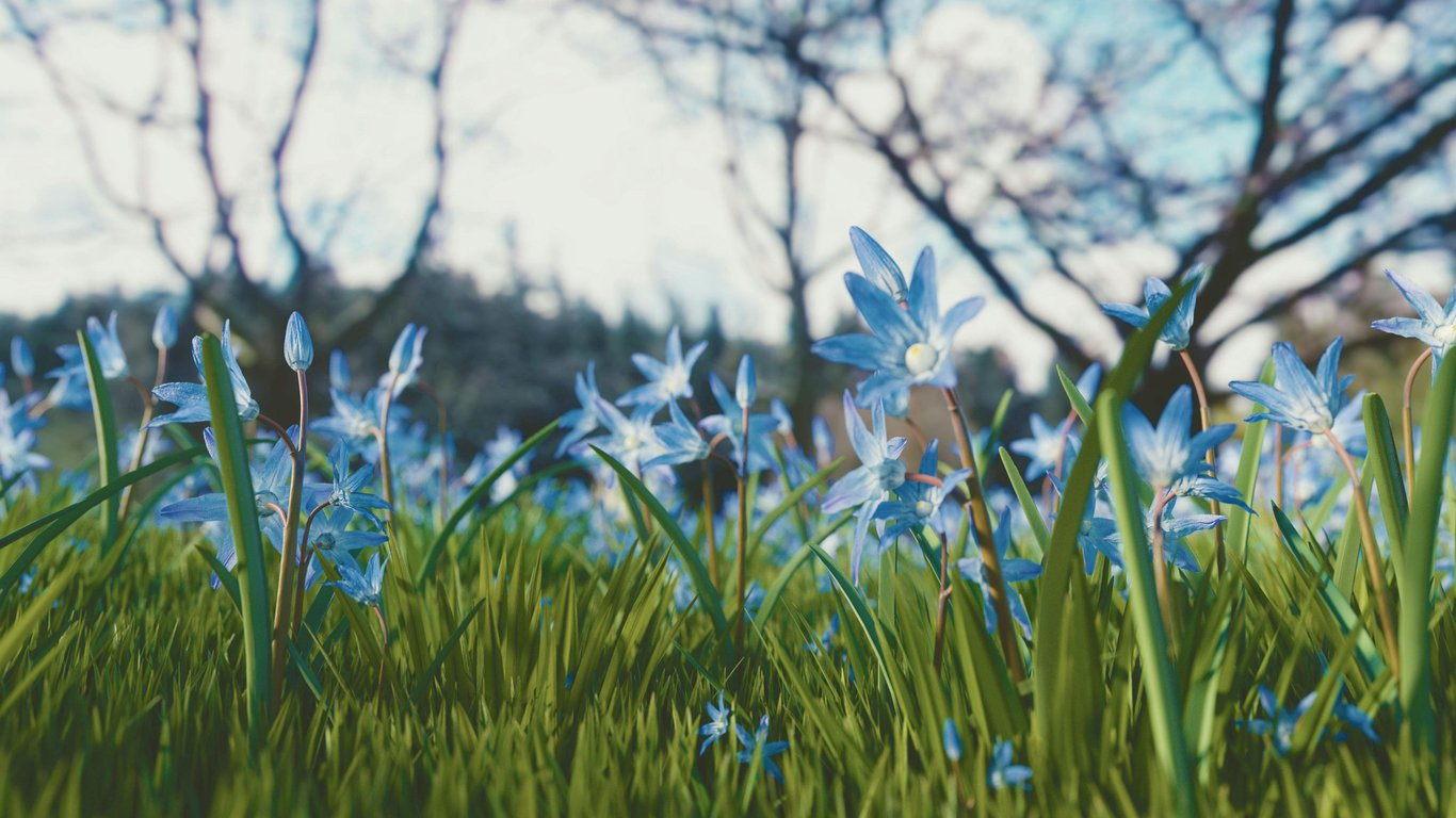 Vibrant blue Chionodoxa flowers blooming brightly in a grassy field during springtime outdoors.