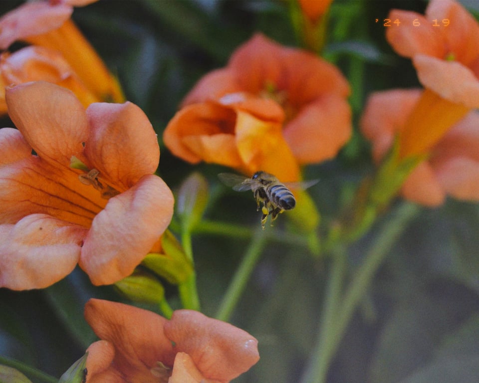 Secrets to Thriving Gardens in Any Climate