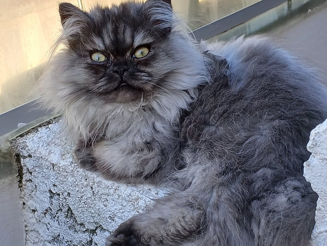 Cagnotte : Mon bébé chat ne peut plus s'alimenter ️ | Leetchi