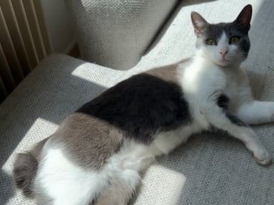 Frais Vétérinaires pour une Opération pour Ma Chatte Mouka 
385€ récoltés/ 1500€