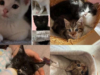 Aidons Les Chats Libres d’Aurec à continuer leur mission
