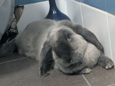 lapins encéphalitoozonose lunaya et Sunny