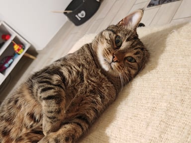 Aidons Maui à retrouver une vie sans douleur 🐾❤️