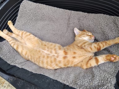 Un coup de patte pour Butter-Nut
