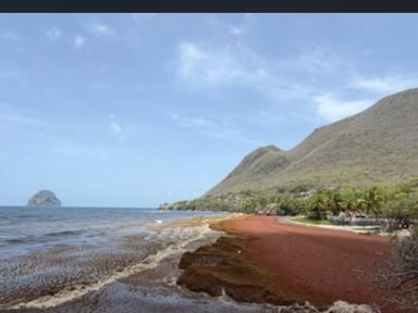 Contre les sargasses en Martinique