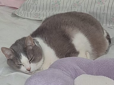 Minette