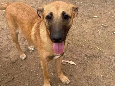 Soigner, protéger, faire partir : chiens sauvés d’Algérie 🇩🇿➡️🇫🇷