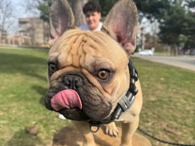 Opération de mon chien