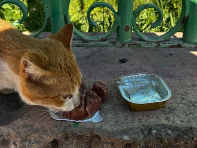 AIDER LES CHIENS/CHATS ERRANTS DE MARRAKECH