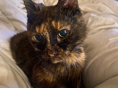 Frais vétérinaire pour mon chat Anya