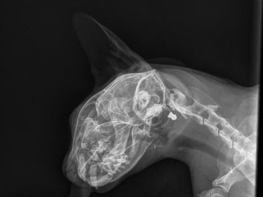 Financement opération de mon chat