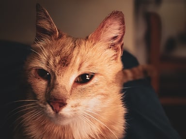 un coup de pouce pour les chats recueillis à l'école des douanes