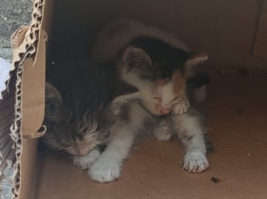 Nourrir et stériliser les chats