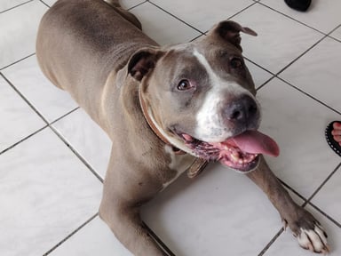 BESOIN D AIDE POUR LA CHIENNE TALIA (Frais suite propretaires n en voulant plus)