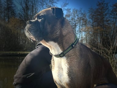 Aider Angelo à se battre contre sa tumeur 🐶❤️