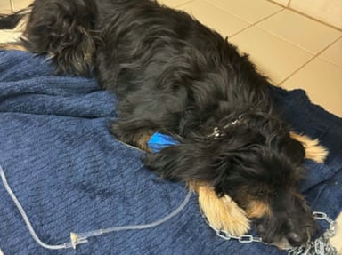 Chien agé a fait un AVC