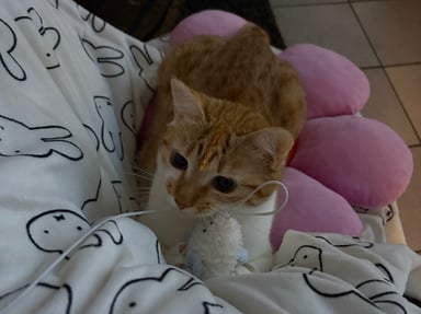 🐾 Aidez-nous à soigner Emy 🐈