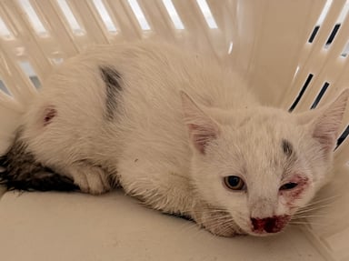 🐾 Un petit chaton sauvé de la route a besoin de votre aide ❤️