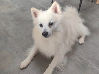 Opération pour mon chien Snoopy